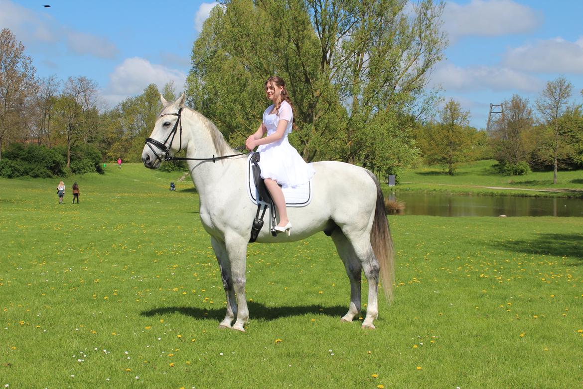 Polsk Varmblod Czereb - Konfirmation 14. maj 2015 billede 6