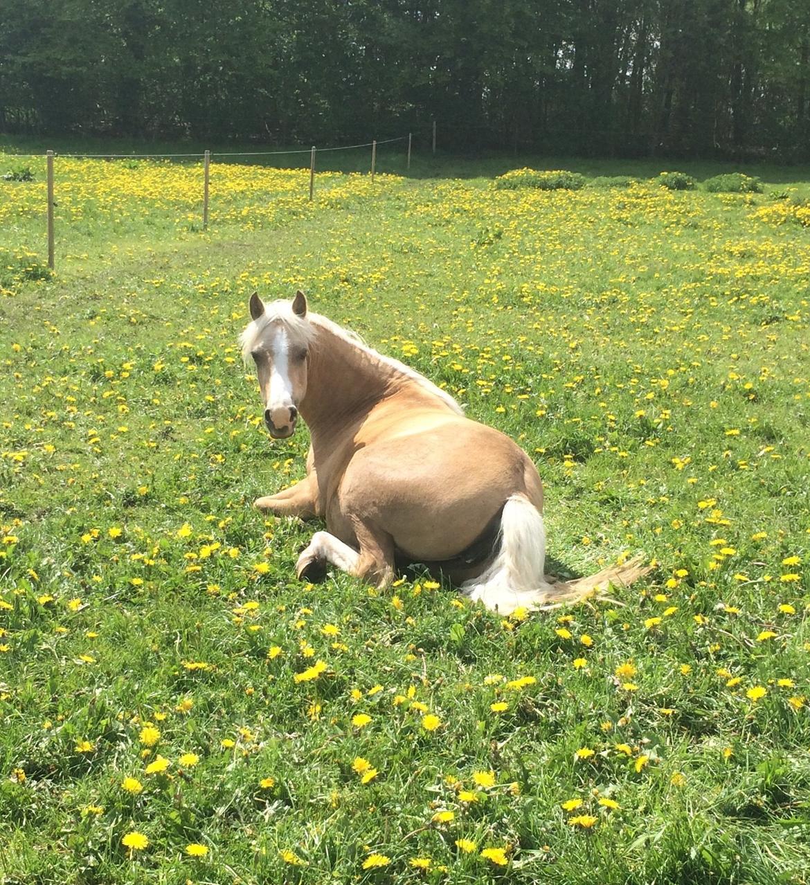 Palomino Elmegaardens Eminence - så er lille Emmy blevet 2 år (maj 2015) billede 13