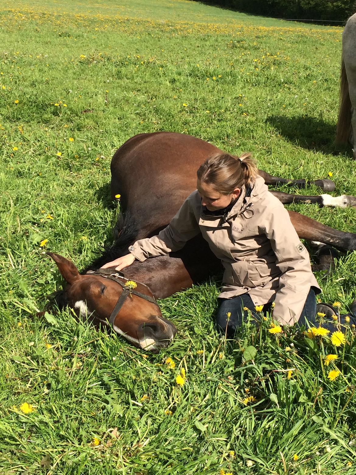 Pinto Hoelgaard´s Don Chirico billede 16