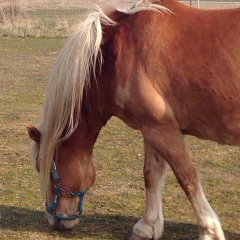 Anden særlig race Lasse *Hvil i fred* billede 1