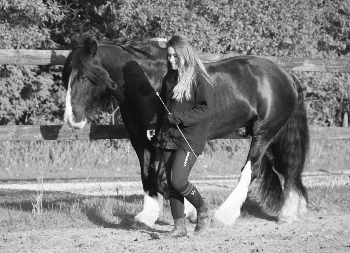 Irish Cob Valentin Wombat - Lidt løsarbejde <3 billede 18