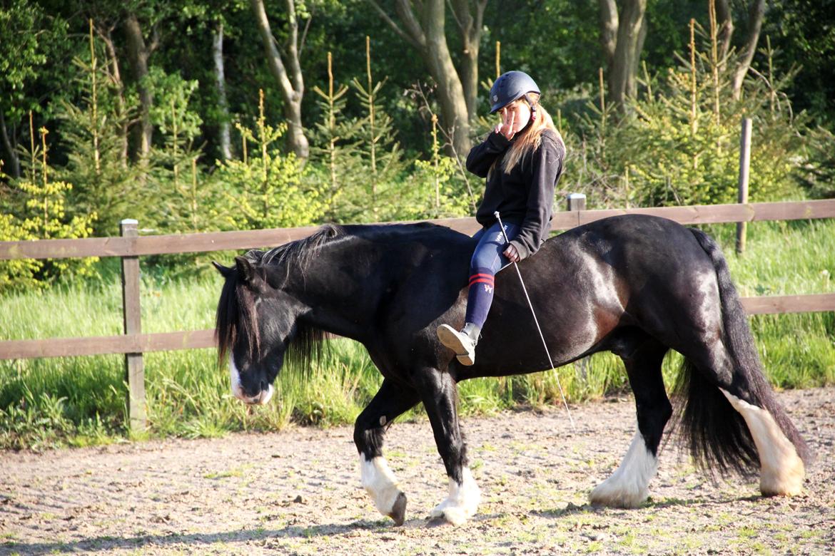 Irish Cob Valentin Wombat - Too cool..... billede 17