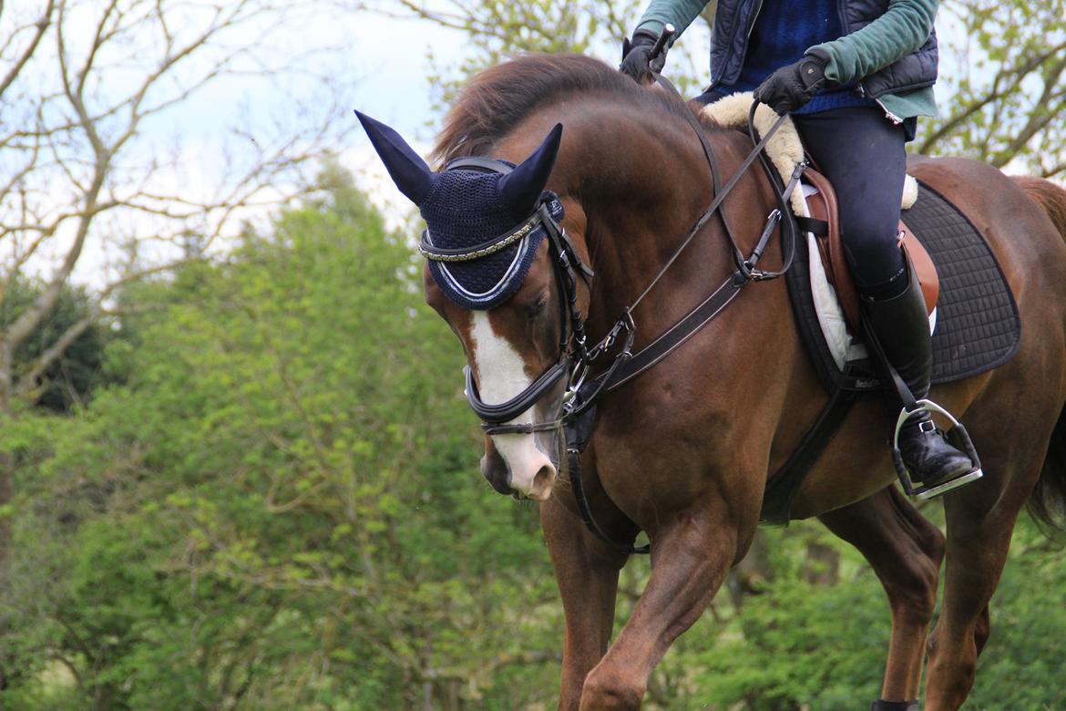 Anden særlig race Bacardi billede 6