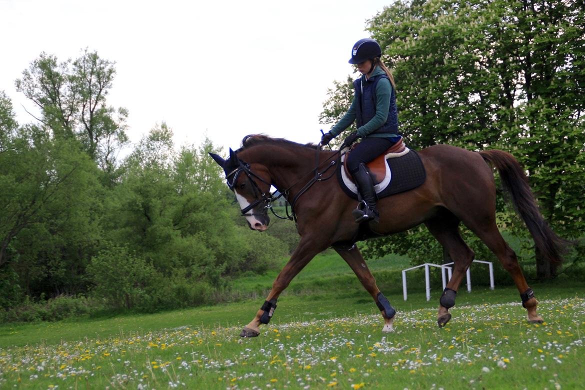 Anden særlig race Bacardi billede 2