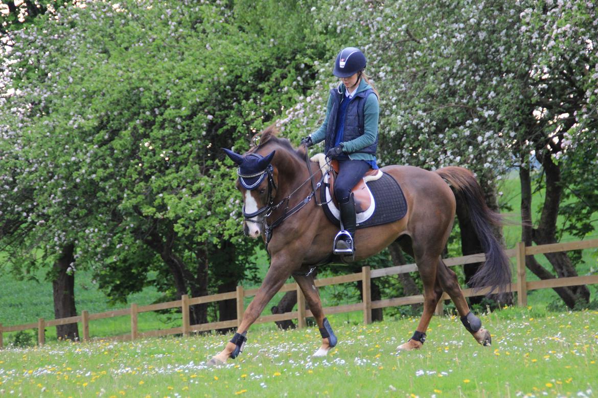 Anden særlig race Bacardi billede 9