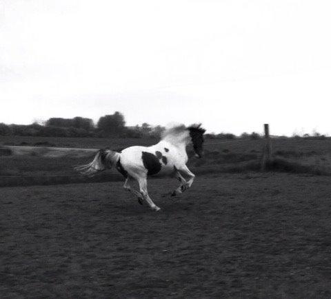 Pinto Sally billede 2