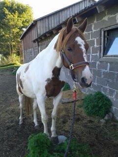 Pinto Sally billede 5