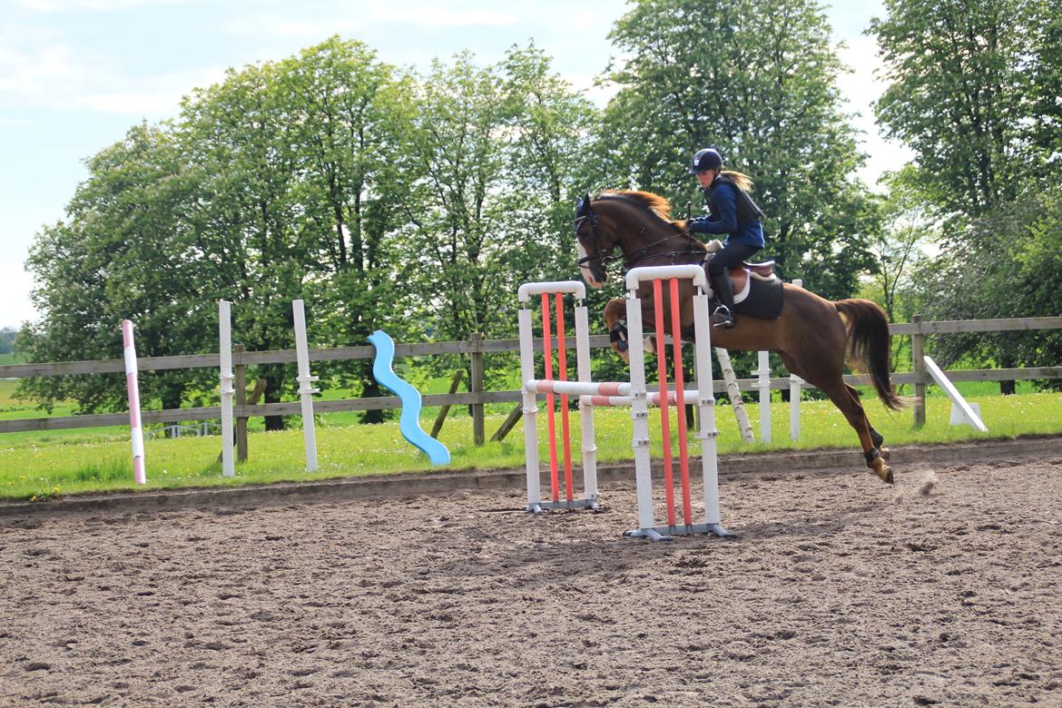 Anden særlig race Bacardi - Var ikke helt med på selv at der skulle springes, haha billede 4