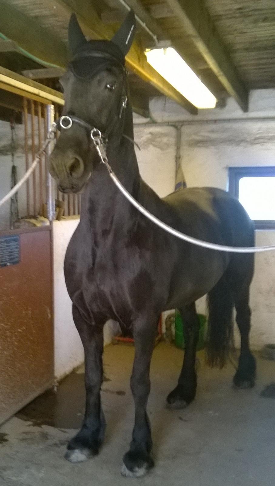 Frieser Hilde (Tidligere Hest) billede 6