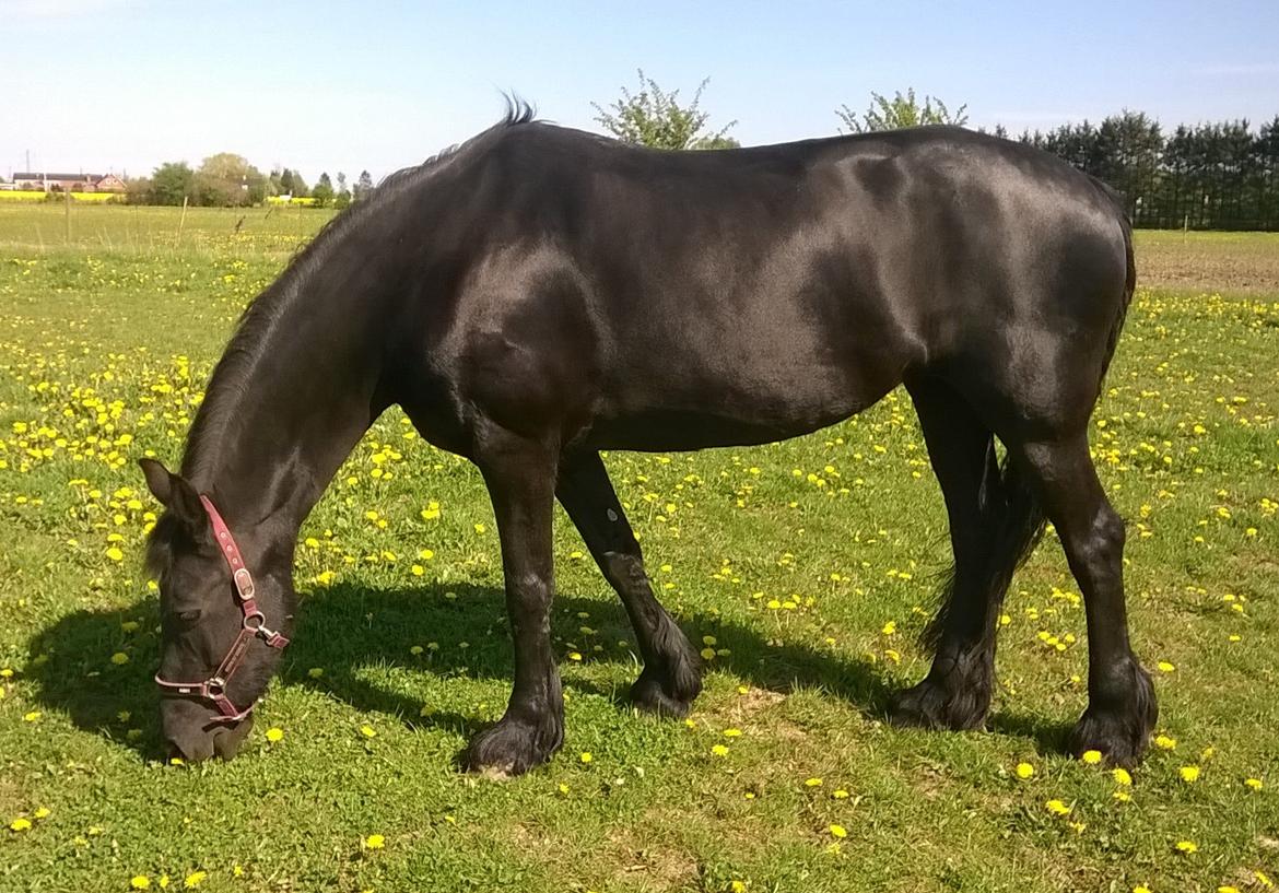 Frieser Hilde (Tidligere Hest) billede 7