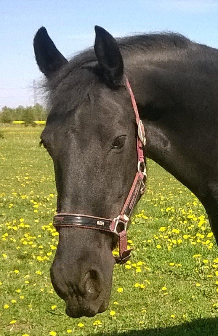 Frieser Hilde (Tidligere Hest) billede 8