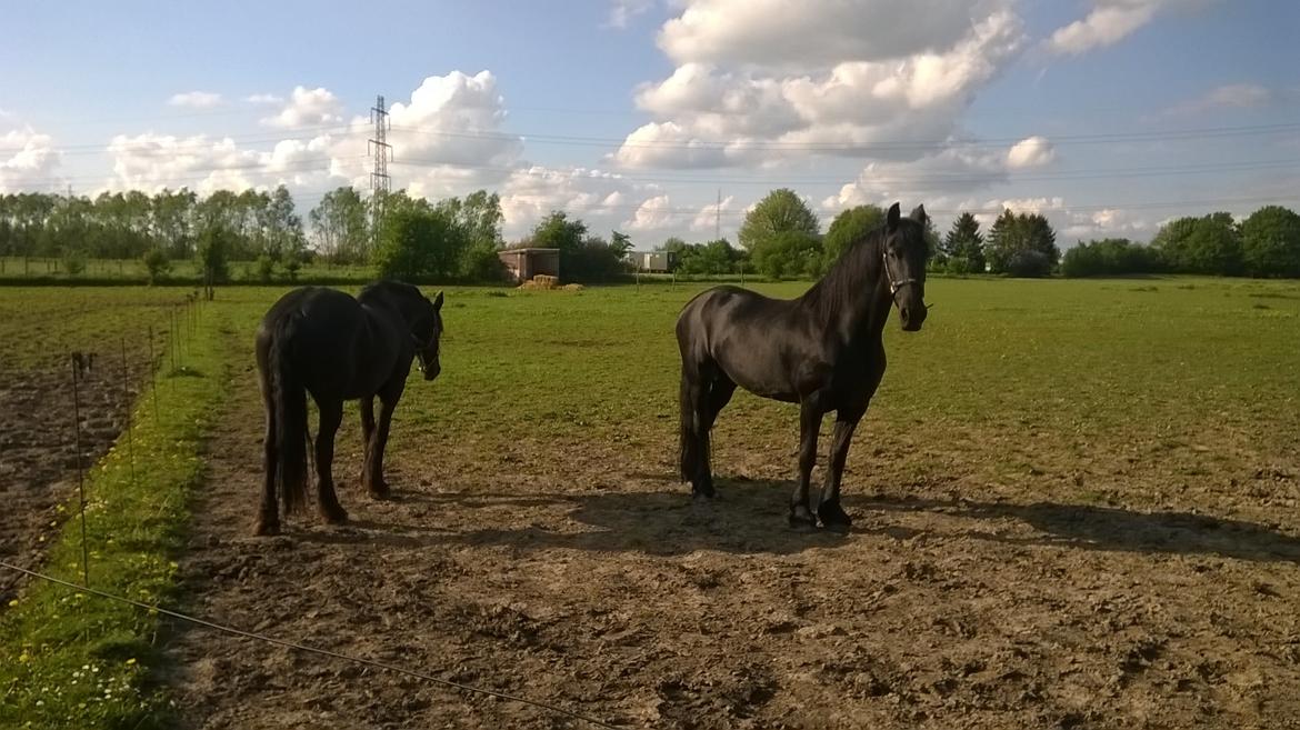 Frieser Hilde (Tidligere Hest) billede 9