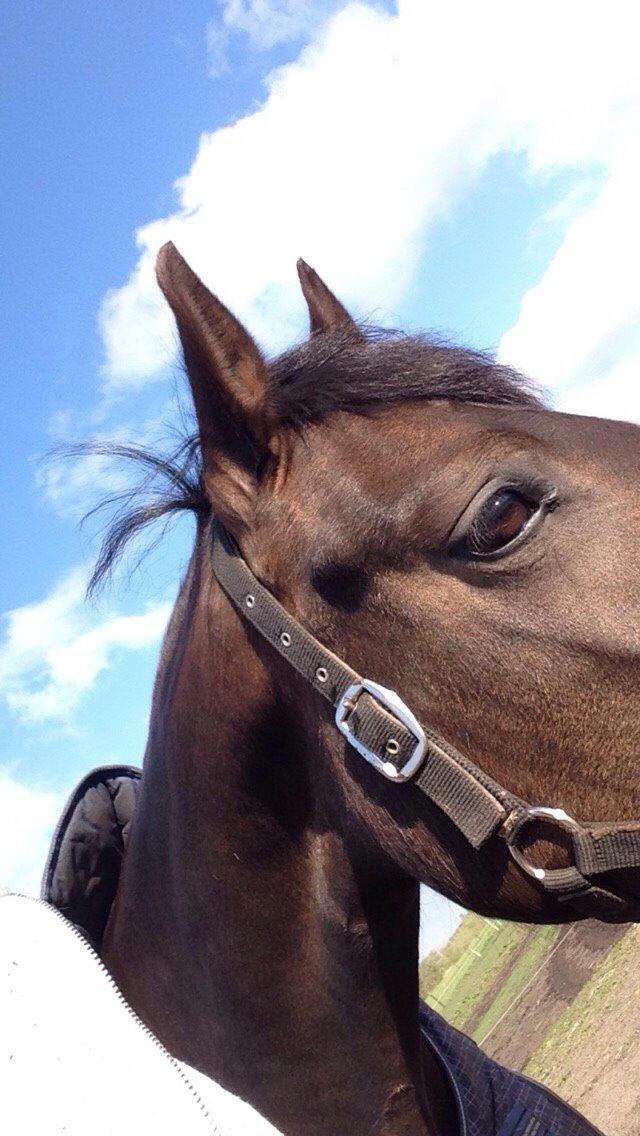 New Forest *Elmholts Odeth* Himmelhest billede 4