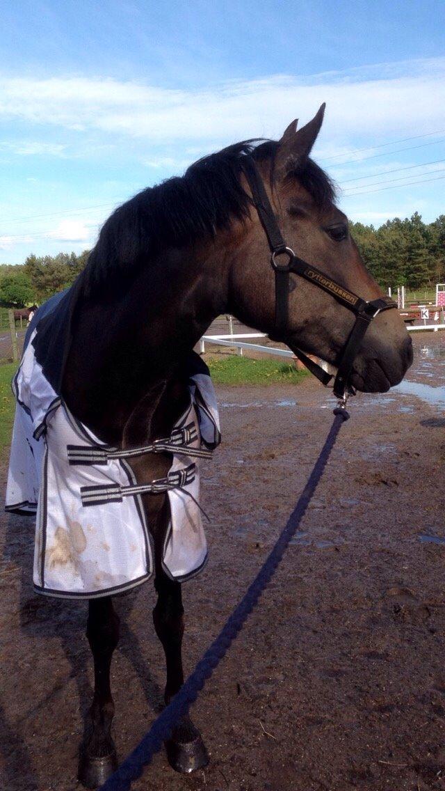 New Forest *Elmholts Odeth* Himmelhest billede 2