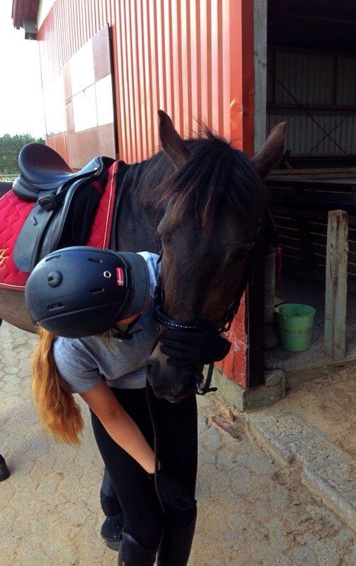 New Forest *Elmholts Odeth* Himmelhest billede 6