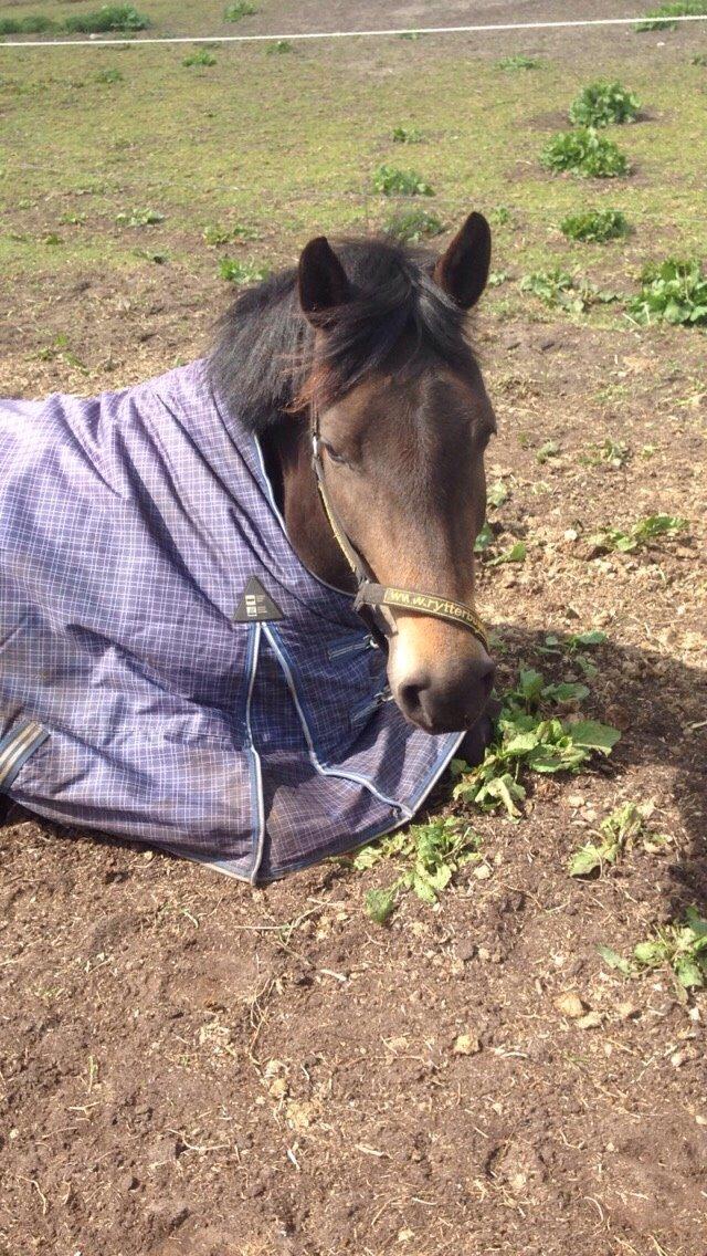 New Forest *Elmholts Odeth* Himmelhest billede 7