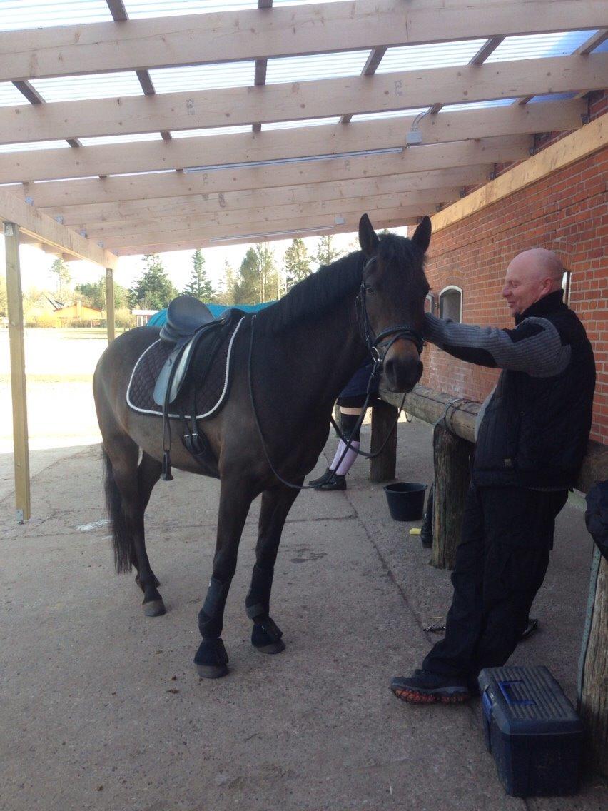 New Forest *Elmholts Odeth* Himmelhest billede 8