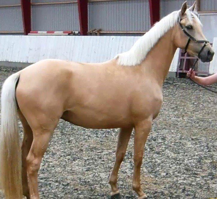 Palomino Lillelunds Pandora billede 3