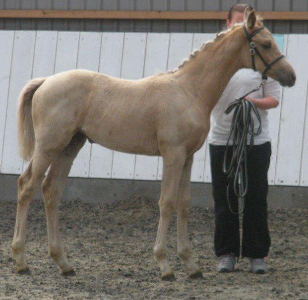 Palomino Lillelunds Pandora billede 2