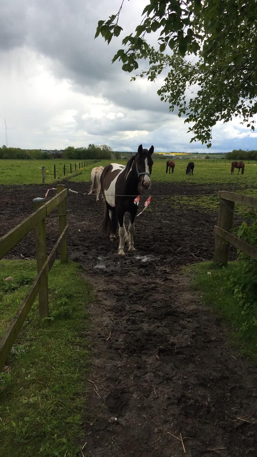Anden særlig race Jokke billede 12
