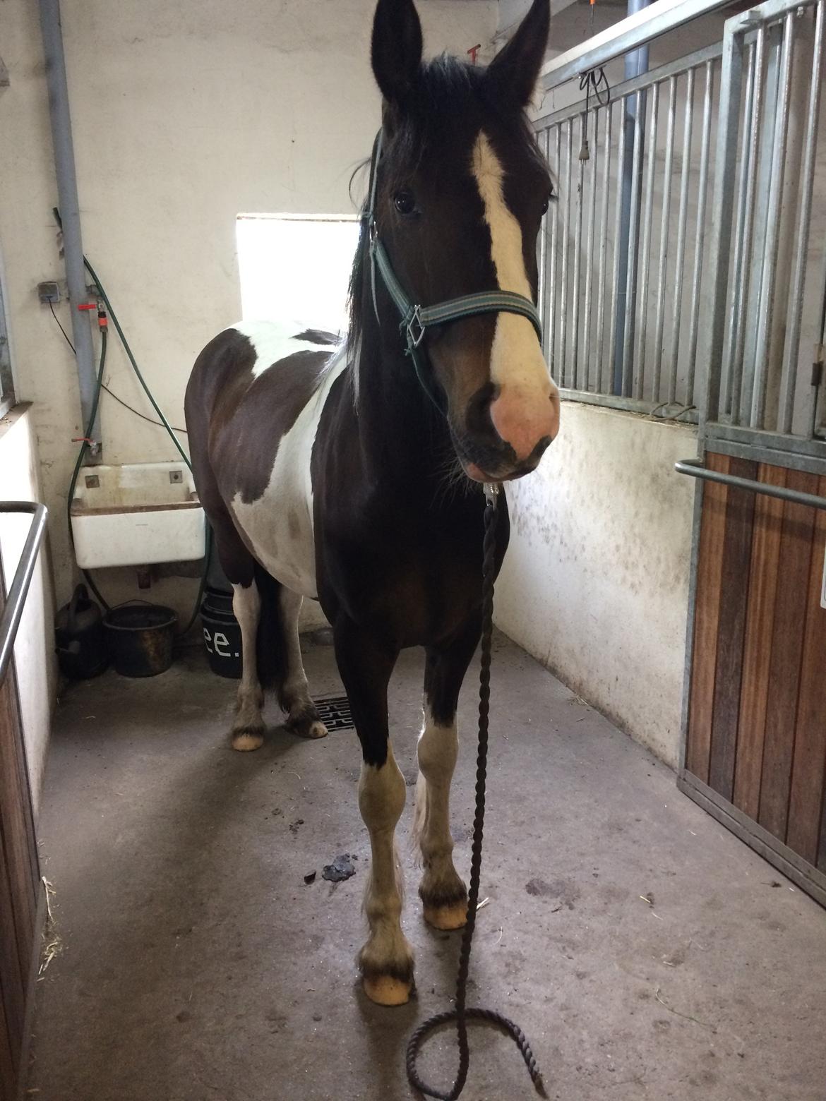 Anden særlig race Jokke billede 13