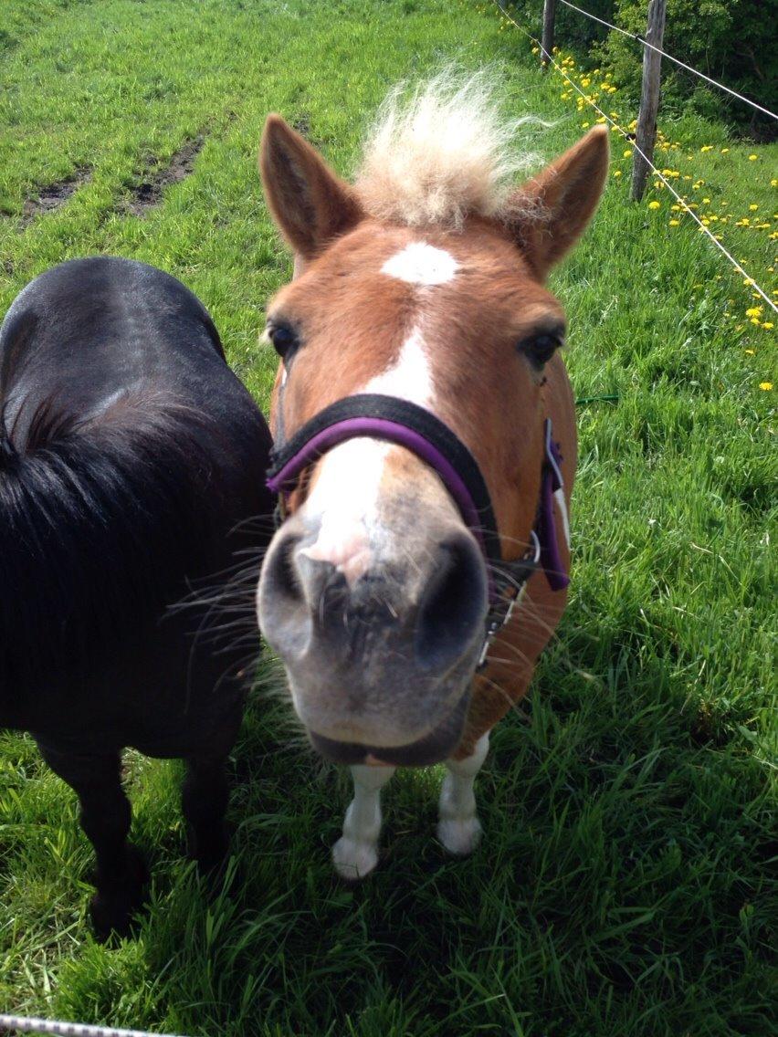 Shetlænder Bella billede 1