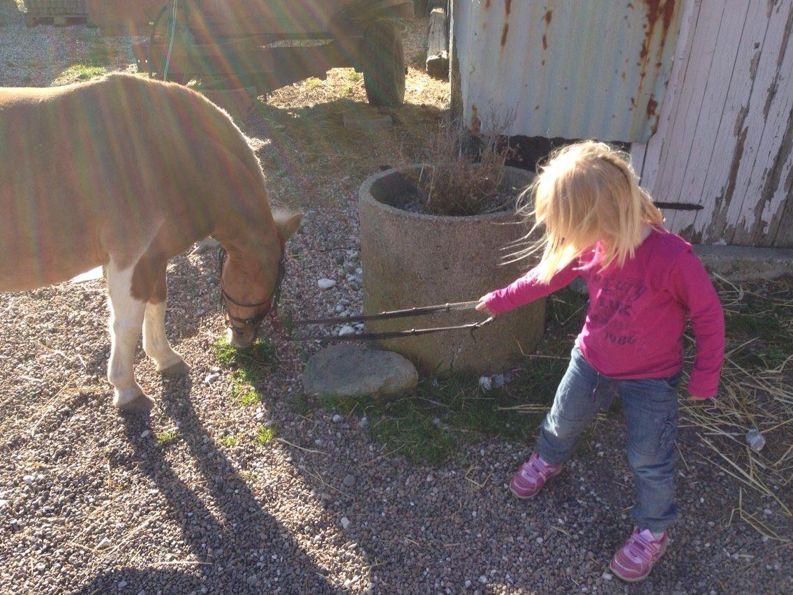 Shetlænder Bella billede 3