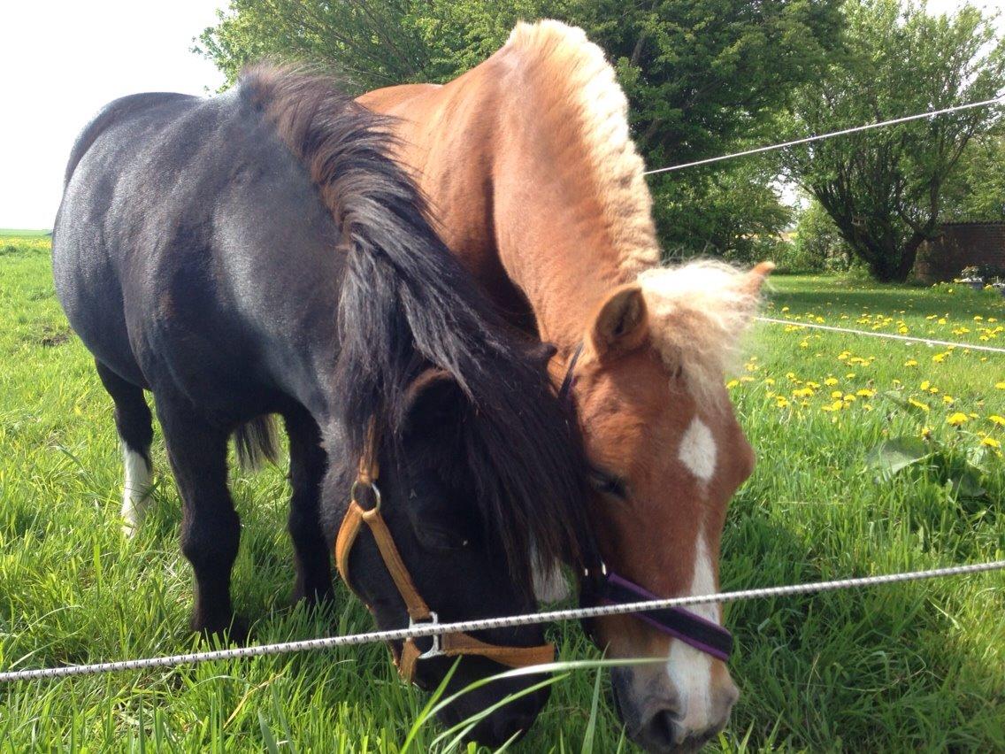 Shetlænder Bella billede 9