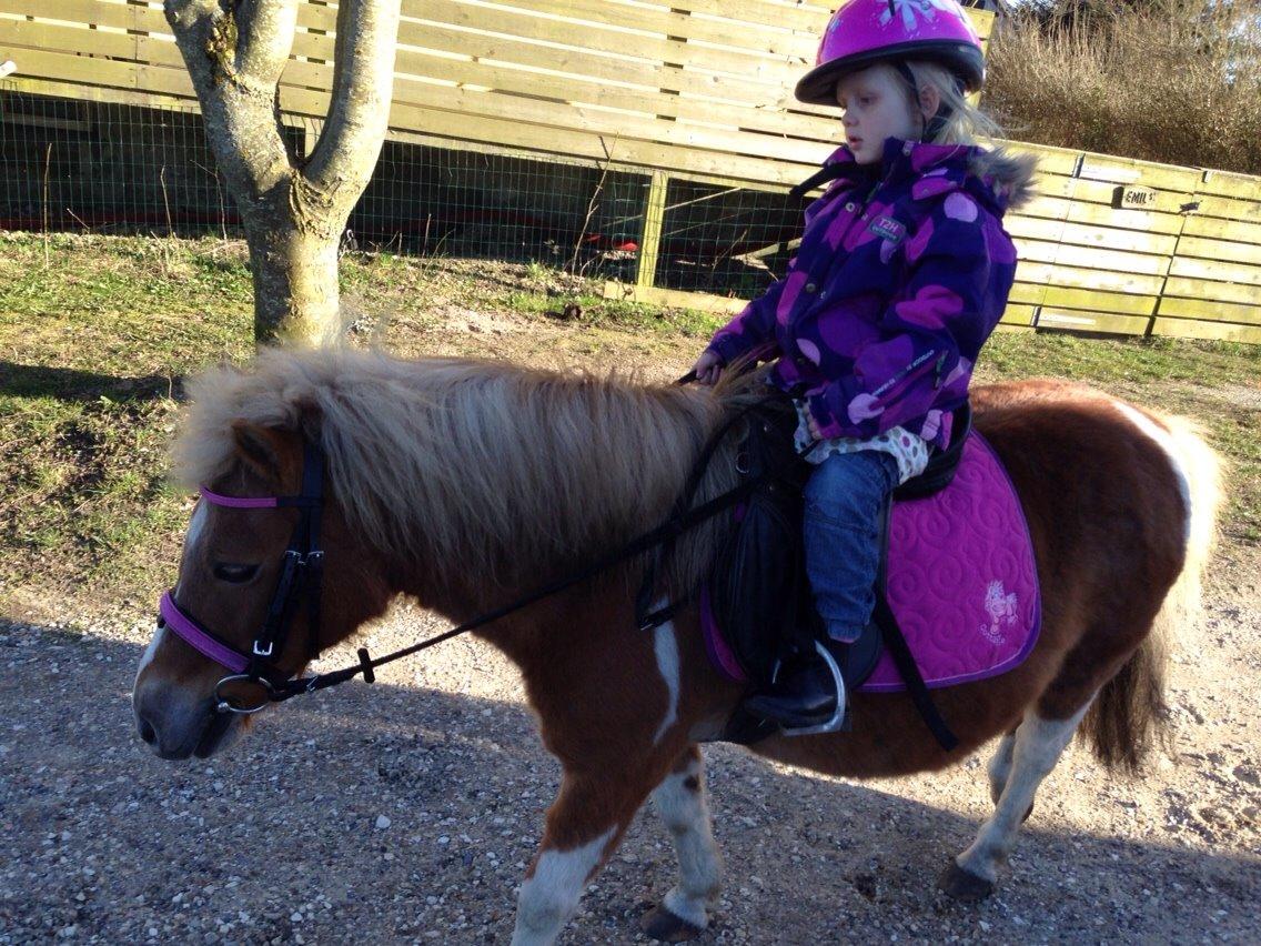 Shetlænder Bella billede 11