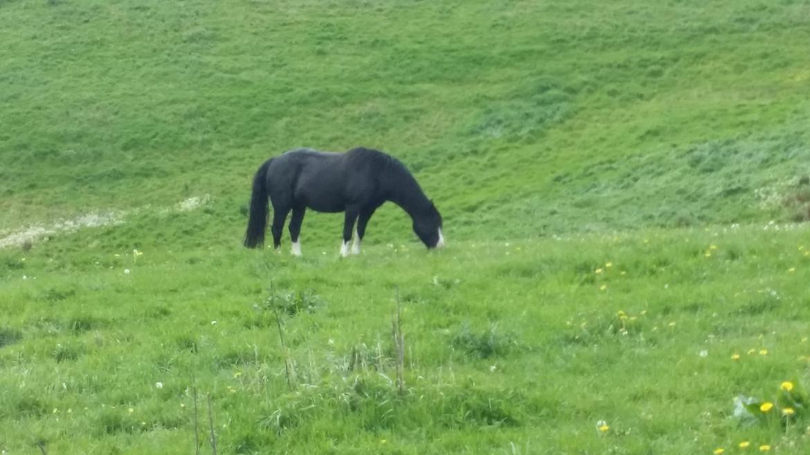 Welsh Pony af Cob-type (sec C) Yasmin billede 2