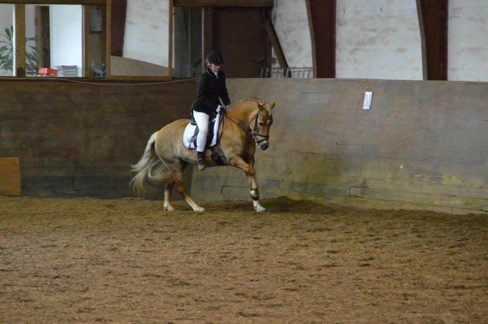 Haflinger Maggie Torp billede 4