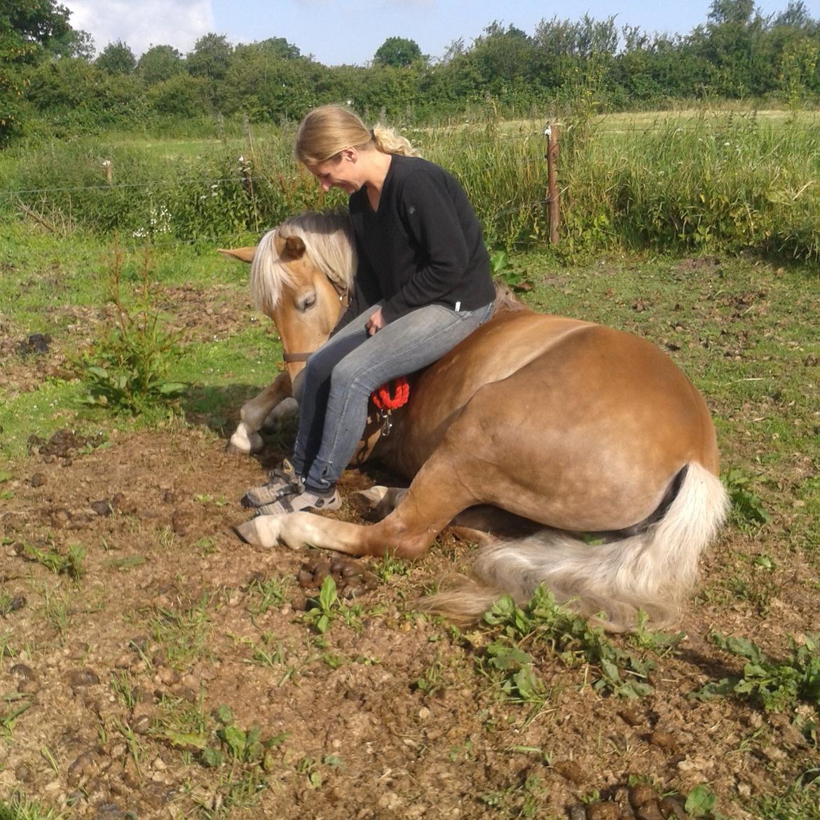 Haflinger Maggie Torp billede 7