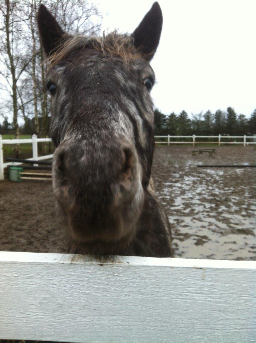 Anden særlig race Skyline billede 34