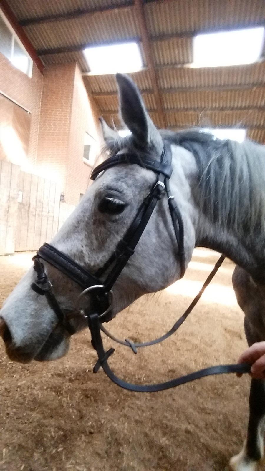 Welsh Partbred (Sec F) Gravens Lady Diana billede 1