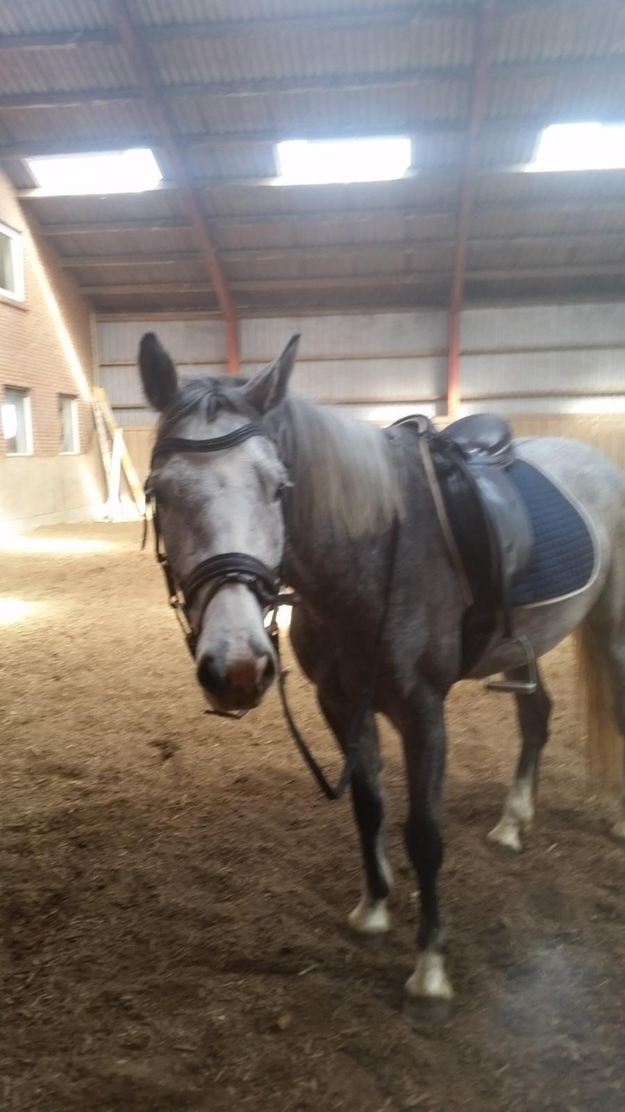 Welsh Partbred (Sec F) Gravens Lady Diana billede 2