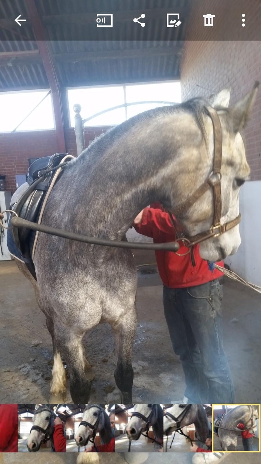 Welsh Partbred (Sec F) Gravens Lady Diana billede 3