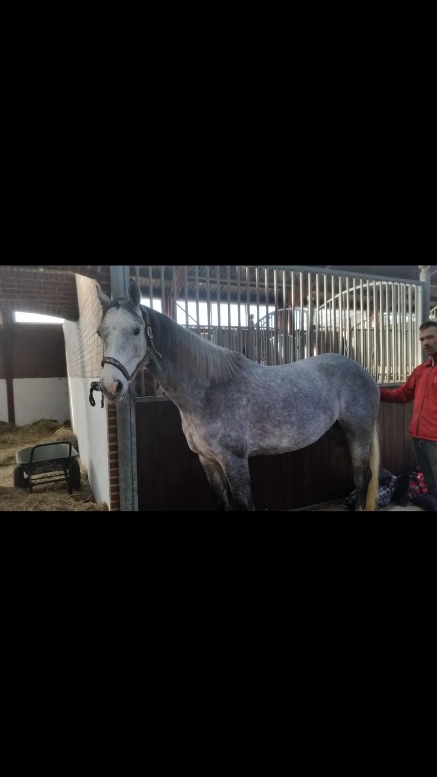 Welsh Partbred (Sec F) Gravens Lady Diana billede 5