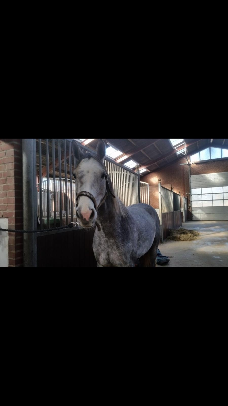 Welsh Partbred (Sec F) Gravens Lady Diana billede 6