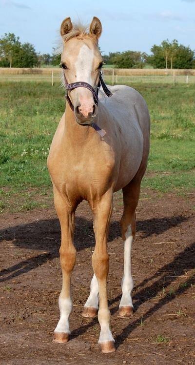 Anden særlig race FREDENS SHEER SILK - Baby Silke <3 - Taget af stutteri freden billede 12