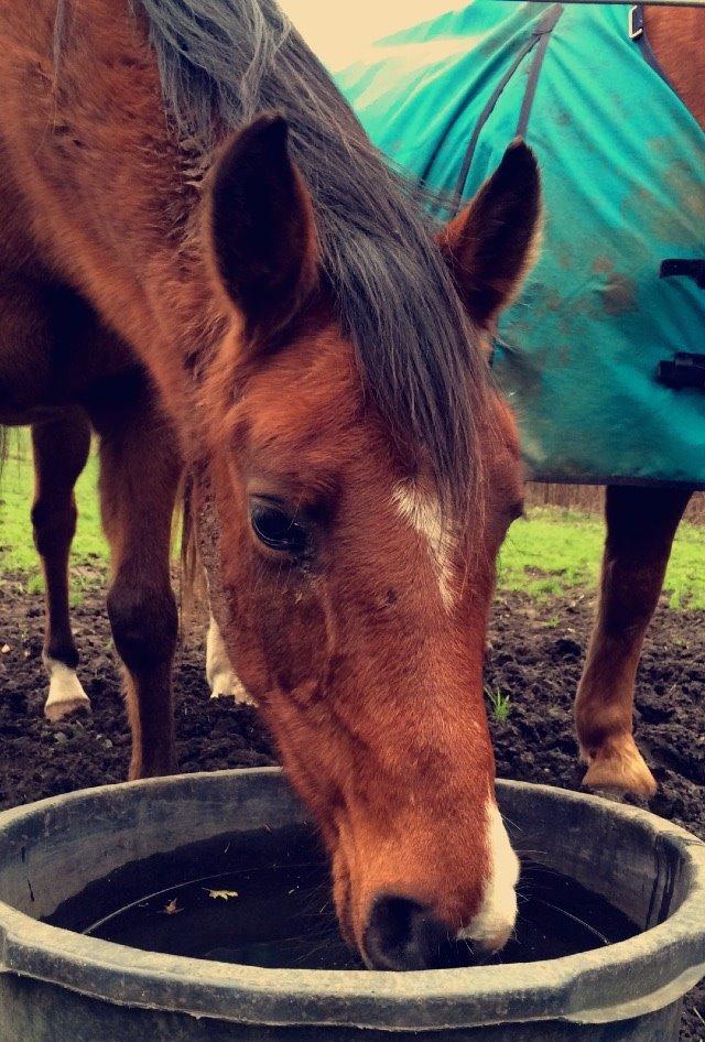 Arabisk fuldblod (OX) Nassim OX billede 3