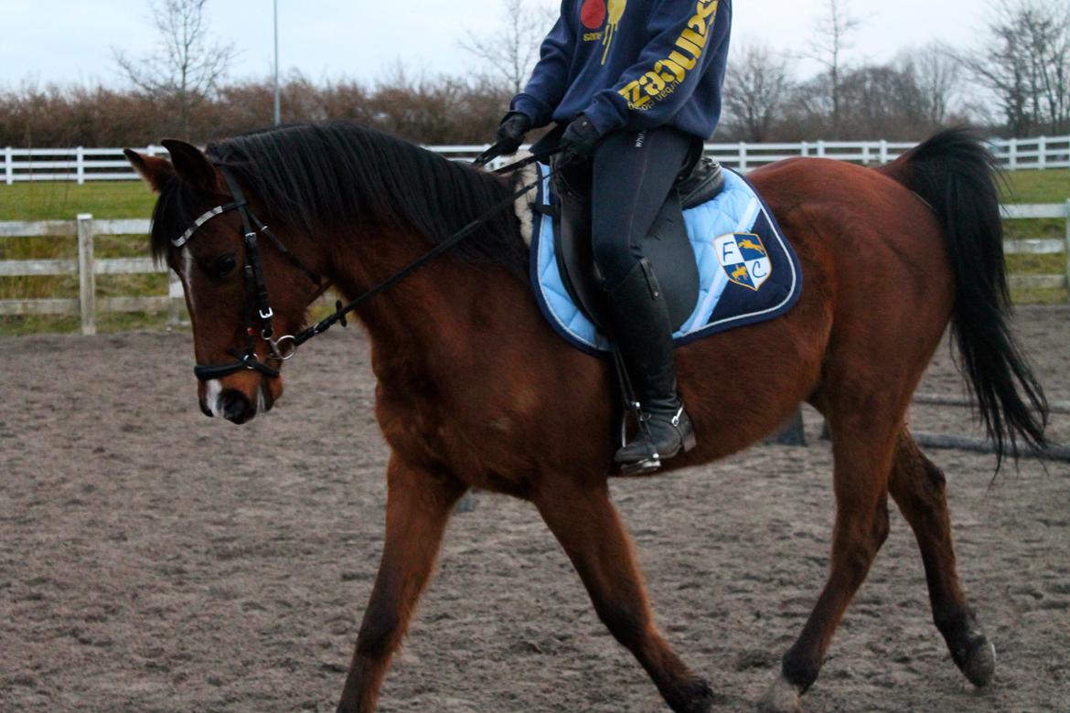 Arabisk fuldblod (OX) Nassim OX billede 7