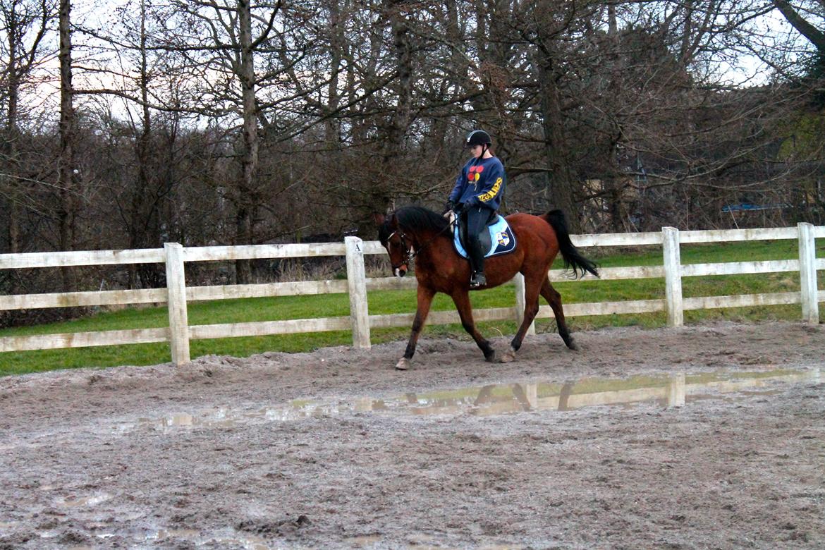 Arabisk fuldblod (OX) Nassim OX billede 10