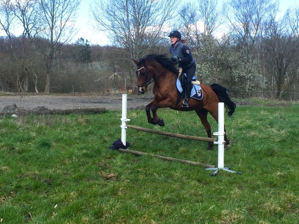 Arabisk fuldblod (OX) Nassim OX billede 8