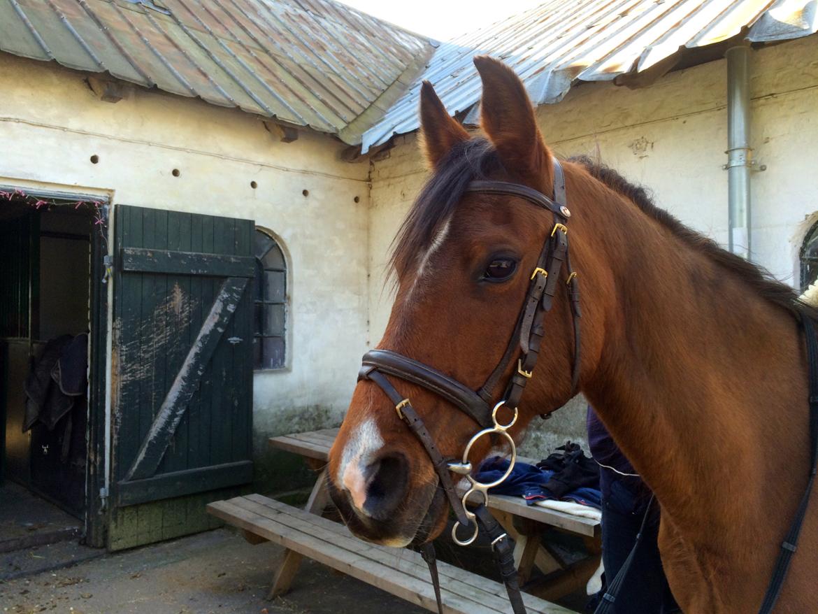 Arabisk fuldblod (OX) Nassim OX billede 9