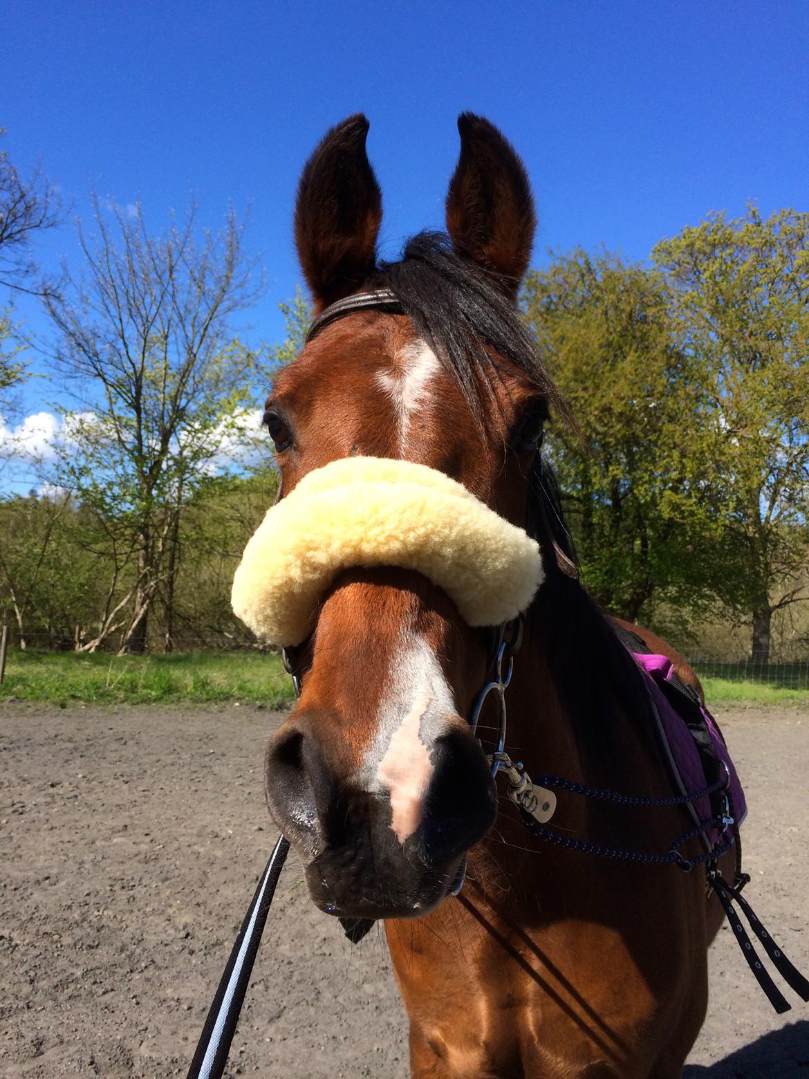 Arabisk fuldblod (OX) Nassim OX billede 4