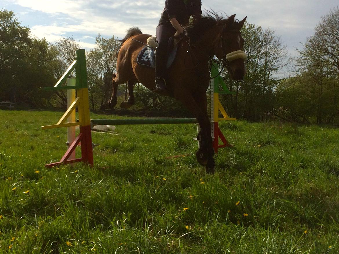 Arabisk fuldblod (OX) Nassim OX billede 11