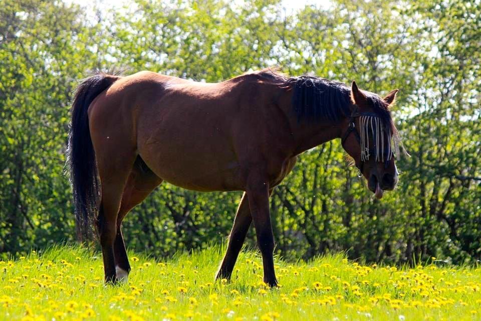 Arabisk fuldblod (OX) Nassim OX billede 12