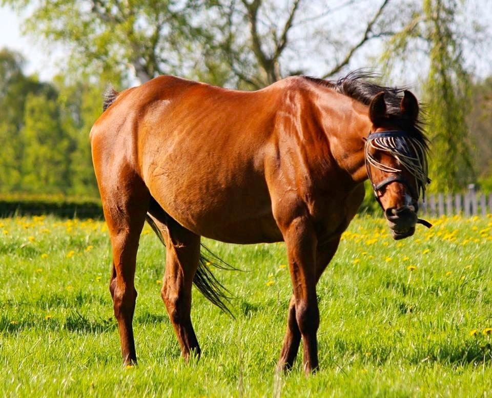 Arabisk fuldblod (OX) Nassim OX billede 2