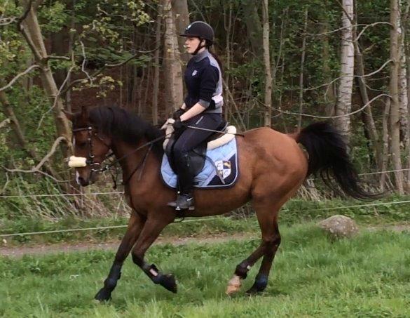 Arabisk fuldblod (OX) Nassim OX billede 13