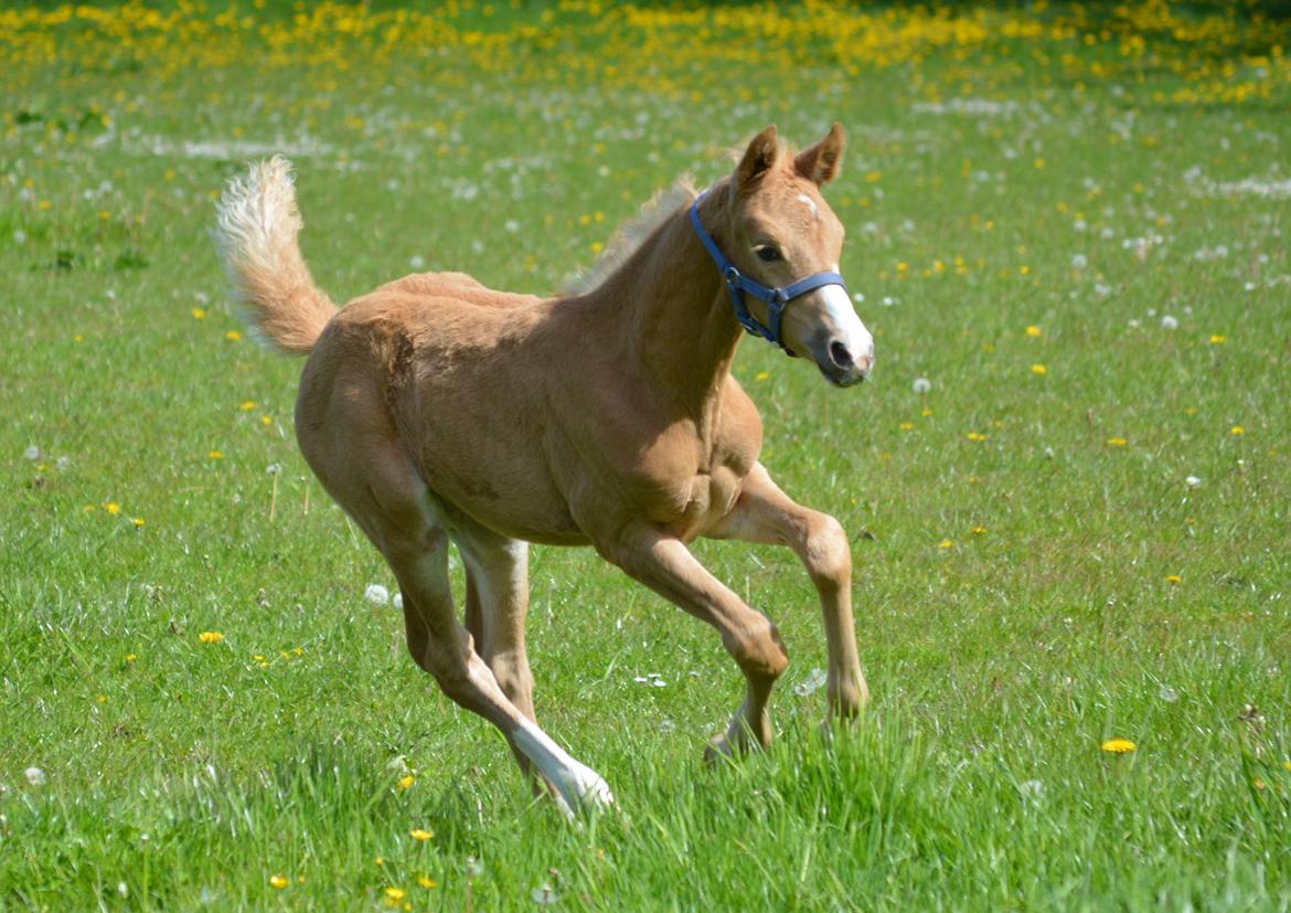 DSP Lykkebo Cayla billede 6